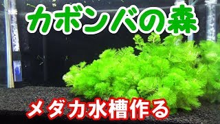 メダカ水槽立ち上げ　水草レイアウト【メダカ水槽#8】