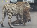 花豹狩猎了一条鬣狗 鬣狗 花豹 神奇动物在抖音 动物世界