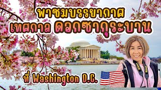 Ep. 109- พาดูบรรยากาศเทศกาล ดอกซากุระบานสะพรั่ง ที่ Washington D.C | ดอกซากุระไม่ได้มีแต่ญี่ปุ่นนะคะ