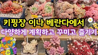 다육이 키우기 🌺  키핑장 이나 베란다 에서 계획하고 꾸미고 실천하기🔮 다양하게 즐기세요 😆