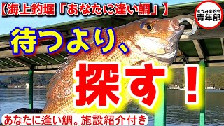 【釣り・海上釣堀】「あなたに逢い鯛」喰い渋った魚は、待つより探すほうが釣れる！後半の「次回予告」にも注目！