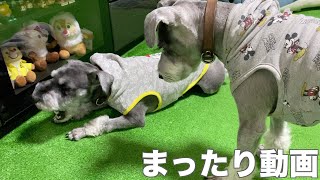 【観察】ミニチュアシュナウザーにガムをあげてじっくり観察してみた