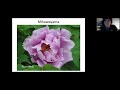 introduction to peonies with sandra venton