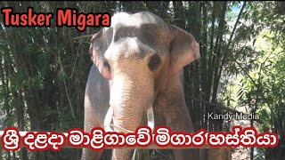 ශ්‍රී දළදා මාළිගාවේ මිගාර හස්තියා Tusker Migara