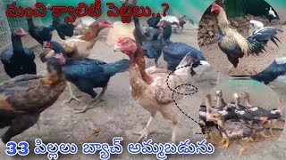 #డబ్బల్ బాడీ పెట్టలు || 33 పిల్లలు అమ్మబడును#