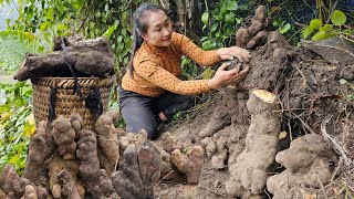 Harvesting yams to sell - Enjoying boiled yams, taking care of pets | Ly Thi Tam