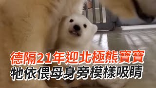 剛出生的北極熊寶寶！🐻‍❄️依偎母身旁萌樣吸睛｜動物園｜德國｜保育類｜精選影片