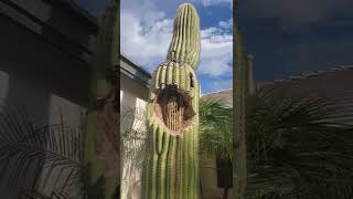 Cactus Bones from a Saguaro Cactus in Arizona