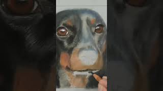 Drawing a dog - Pastels #pastelpencil #pastel