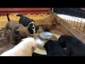 How to feed 4 week old American Bully Puppies ( our recipe)