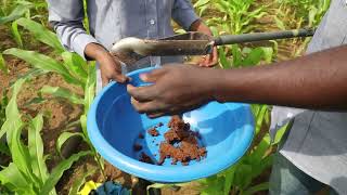 (S4A Sampling Protocol) 3: Collecting Soil Sample using Auger