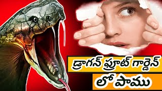 వామ్మో డ్రాగన్ ఫ్రూట్ గార్డెన్ లో 🫢పాము