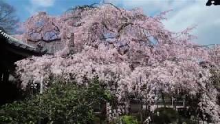 四季訪★専称寺：しだれ桜  Weeping cherry tree at Sensho-ji Temple