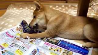 広告を破るのが大好き！柴犬の子犬どんぐり She loves to break the ad! Puppy Shiba Inu Donguri