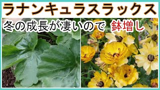 【ガーデニングvlog】毎年たくさんの花が咲くラナンキュラスラックス｜鉢増しして大きく育てる｜冬のラナンキュラスラックス｜