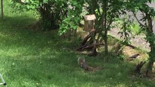 Bird Feeder Saga--2016 0701