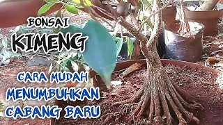 Cara Mudah Menumbuhkan Cabang Baru Pada Bonsai