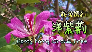 [輕輕鬆鬆，賞花遊蹤] : 姹紫嫣紅 洋紫荊 Hong Kong Orchid Tree