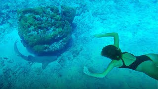 SAILING to dive with SHARKS - AWESOME CARIBBEAN [Guadeloupe] Ep. 49