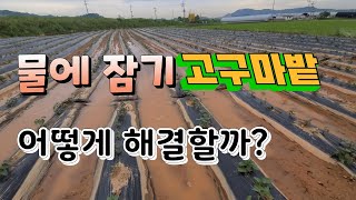 고구마밭 물에 잠기면 쫄딱 망해요 어떻게 해결해야 할까?