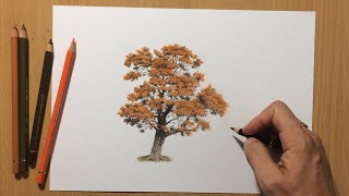 Autumn Tree - Colored Pencil Drawing