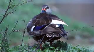 Indian Spot Billed Duck