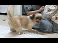 1 保護犬を家族に迎えました｜シーズー｜お迎え初日の様子 vlog