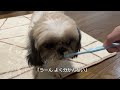 1 保護犬を家族に迎えました｜シーズー｜お迎え初日の様子 vlog