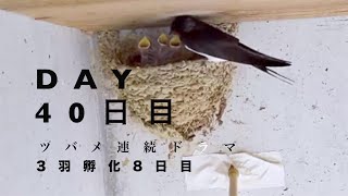 ツバメドラマ)孵化8日目/お母さんのお腹は気持ちいい/ご飯以外は興味ないよ/パパも一緒に巣で寝たいんだよ/Swallows 3rd chick hatched!!! Day8