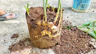 Bucket Ginger! Ginger Growing Guide and Harvest! | Gardening in Trinidad and Tobago