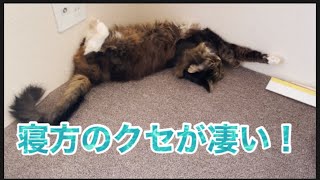 【寝方のクセが凄いネコ！】#ネコ#cat