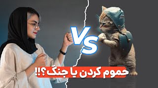 آموزش حمام کردن گربه در خانه (گام به گام)