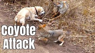 Do Coyotes Eat Small Dogs