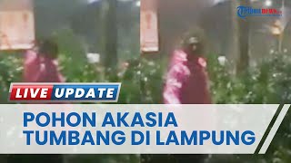 Pohon Akasia Setinggi 10 Meter di Dekat Masjid Taqwa Metro Lampung Tumbang Akibat Hujan dan Angin