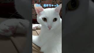 #Shorts膝の上で寝てた猫が目覚めたら･･･