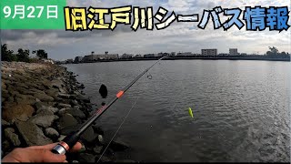 旧江戸川シーバス情報！】9/27　#シーバスデイゲーム 　#湾奥シーバス　#東京湾奥シーバス