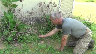 Dandelions, Lambs Quarter and Wood Sorrel