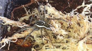 Shoreline Fishing Spider ( Dolomedes Triton ) Attempt Feeding