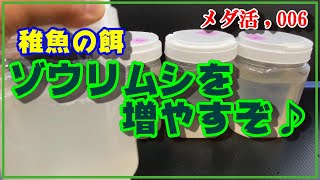 超簡単！【ゾウリムシを増やすぞ！】メダカの稚魚の餌を培養、これは永遠に作れそう！