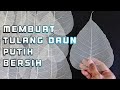 Cara membuat tulang daun putih bersih | leaf skeleton | diy skeleton leaves