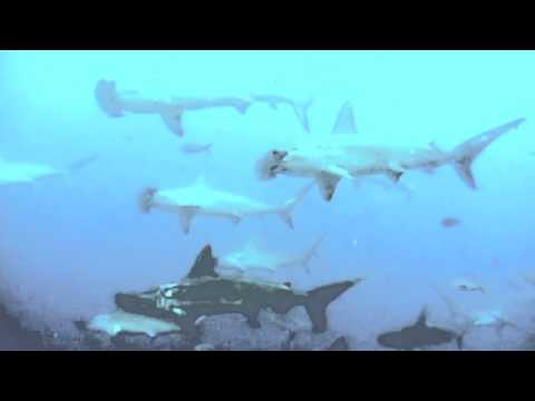 Schooling Hammerhead Sharks - Galapagos Islands Schooling Hammerhead Sharks - Galapagos Islands