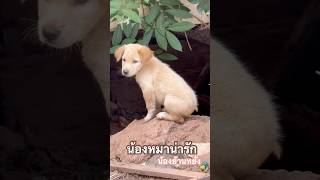 น้องหมาน่ารัก#pov #หมา #น่ารัก #automobile #school #ขำๆ #หยอกๆ #โรงเรียน #dog