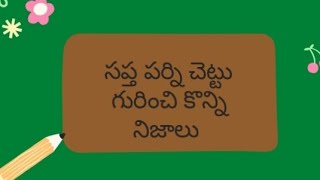 సప్తపర్ణి (ఏడు ఆకుల పాల చెట్టు )గురించి వృక్ష శాస్త్ర అధ్యాపకులు తమ్మడ బోయిన వేణుగారి విశ్లేషణ.