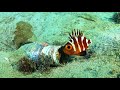 【30秒の海中動画】和歌山 紀伊大島 no 2 クルマダイ幼魚の葛藤 worried young japanese bigeye.