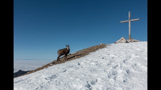 Le Pinet (1867m) . depuis la Plagne . Chartreuse .