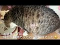 猫の腹水・呼吸の仕方🐱概要欄にも説明あります️📝