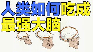 【人类进化】人类如何吃成最强大脑!开挂式进化!