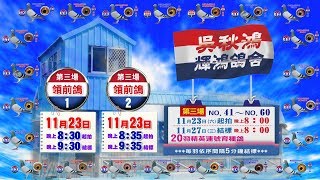 五洲網拍嚴選～輝鴻鴿舍 吳秋鴻 第三場領前鴿 \u0026  NO.41～60 精英連號育種鴿 原鴿影音真實呈現