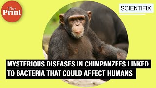 Mysterious diseases in chimpanzees linked to bacteria that could affect humans