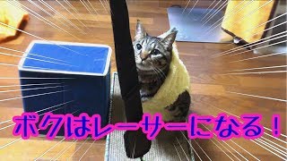 猫とドライブごっこ！激オコ気味だったので ウサギさんに頑張ってもらいました。【唐草猫ムタさん】